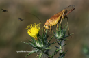 Γρυλος (Tettigonia viridissima) - Great green bush-cricket - Tettigonia viridissima
