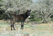 Γαιδαρος (Equus asinus) στη λιμνοθαλασσα Μεσολογγιου