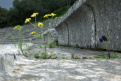 Senecio vulgaris στο αρχαιο θεατρο Επιδαυρου