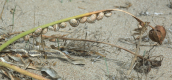 Σαλιγκαρια πανω σε  κρινο της θαλασσας(Pancratium maritimum)