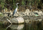 Σταχτοτσικνιας (Ardea cinerea) στο παρκο Τριτση