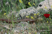 Τυφλίτης (Pseudopus apodus) στο Κηφισο(Αττικη), Τυφλιτης European glass lizard Pseudopus apodus, Τυφλιτης European glass lizard Pseudopus apodus