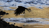 Ξεφτερι (Accipiter nisus) μπανιαριζεται στον Κηφισο