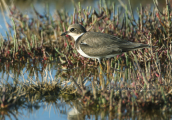 Ποταμοσφυριχτης (Charadrius dubius) στη λιμνοθαλασσα Ωρωπου