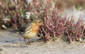 Κοκκινοκελαδα (Anthus cervinus) στη λιμνοθαλασσα Ωρωπου