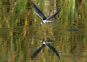 Αργυρογλαρονο (Chlidonias leucopterus) στο παρκο Τριτση