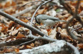 Καστανοπαπαδίτσα (Poecile palustris) στη Ροδοπη