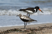 Αργυροπουλι (Pluvialis squatarola) και στρειδοφάγος (Haematopus ostralegus) στη λιμνοθαλασσα Ωρωπου