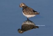 Λασποσκαλιδρα (Calidris alpina) στη λιμνοθαλασσα Ωρωπου