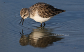 Νανοσκαλιδρα (Calidris minuta) στη λιμνοθαλασσα Ωρωπου