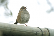 Θαμνοψαλτης (Prunella modularis) στο παρκο Τριτση