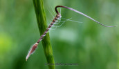 Ο σπορος του Erodium ciconium