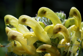 Pedicularis graeca στη Γκιωνα