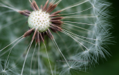 Taraxacum sp. σποροι