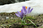 Κροκοι (Crocus veluchensis) στη Γκιωνα εκει που λιωνουν τα χιονια