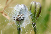 Araneus ceropegia πανω σε καρπισμενο Lilium albanicum στο Γραμμο