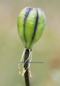 Καρπισμενο Lilium albanicum στο Γραμμο