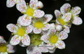 Saxifraga paniculata στο Γραμμο