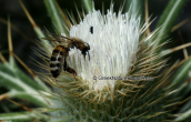 Circium sp. στο Τυμφρηστο