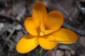 Κροκος (Crocus flavus ssp atticus) στη Παρνηθα