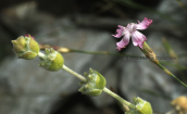 Sideritis raeseri subsp. attica με Dianthus serratifolius στη Παρνηθα