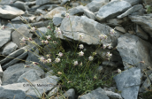 Σιληνη (Silene saxifraga) στον Ολυμπο