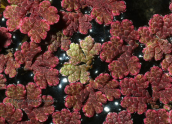 Azolla sp. στο δελτα του Εβρου