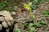 Ορχιδεα (Ophrys fusca subsp laureotica) στο Λαυριο