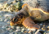 Απελευθερωση χελωνας (Caretta caretta) απο το συλλογο για τη προστασια της θαλασσιας χελωνας ΑΡΧΕΛΩΝ