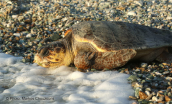 Απελευθερωση χελωνας (Caretta caretta) απο το συλλογο για τη προστασια της θαλασσιας χελωνας ΑΡΧΕΛΩΝ