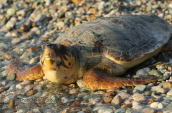 Απελευθερωση χελωνας (Caretta caretta) απο το συλλογο για τη προστασια της θαλασσιας χελωνας ΑΡΧΕΛΩΝ