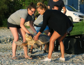 Απελευθερωση χελωνας (Caretta caretta) απο το συλλογο για τη προστασια της θαλασσιας χελωνας ΑΡΧΕΛΩΝ