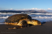 Ο θανατος μιας θαλασσιας χελωνας (Caretta caretta) στη λιμνοθαλασσα Ωρωπου