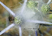 Jumping spider (salticidae) πανω σε Eryngium creticum