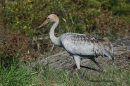 Γερανος - Common crane - Grus grus