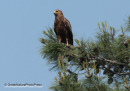 Κραυγαετος - Lesser spotted eagle - Aquila pomarina