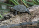 Νεροχελωνα - Pond turtle - Emys orbicularis