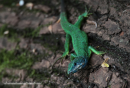 Σμαραγδόσαυρα - European green lizard - Lacerta viridis