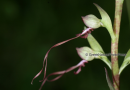 Himantoglossum caprinum - Himantoglossum caprinum - Himantoglossum caprinum