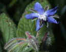 Μπουραντζα - Starflower - Borago officinalis