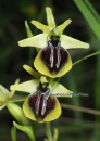 Ophrys aesculapii - Ophrys aesculapii - Ophrys aesculapii