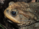 Φρυνος - Common toad - Bufo bufo