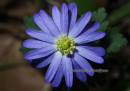 Ανεμωνα του βουνου - Grecian Windflower - Anemone blanda