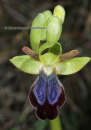 Ophrys iricolor - Ophrys iricolor - Ophrys iricolor