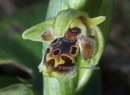 Ophrys umbilicata subsp. attica - Ophrys umbilicata subsp. attica - Ophrys umbilicata subsp. attica