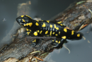 Σαλαμάνδρα - Fire salamander - Salamandra salamandra