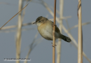 Κιστικολη - Fan-tailed warbler - Cisticola juncidis