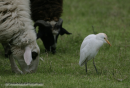 Γελαδαρης - Cattle egret - Bubulcus ibis