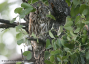 Χουχουριστης - Tawny owl - Srtix aluco