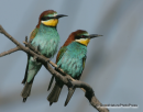 Μελισσοφαγος - Bee-eater - Merops apiaster